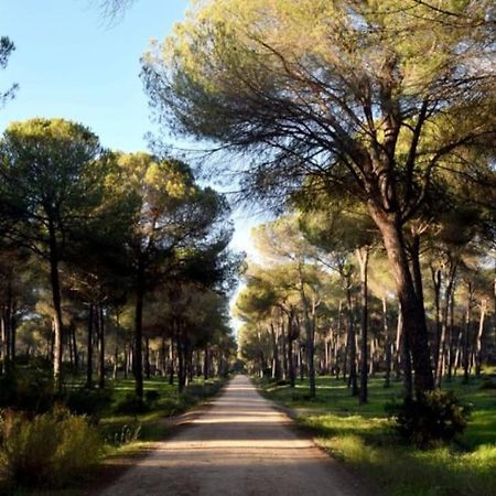Suite En El Corazon De Donana El Rocío Εξωτερικό φωτογραφία